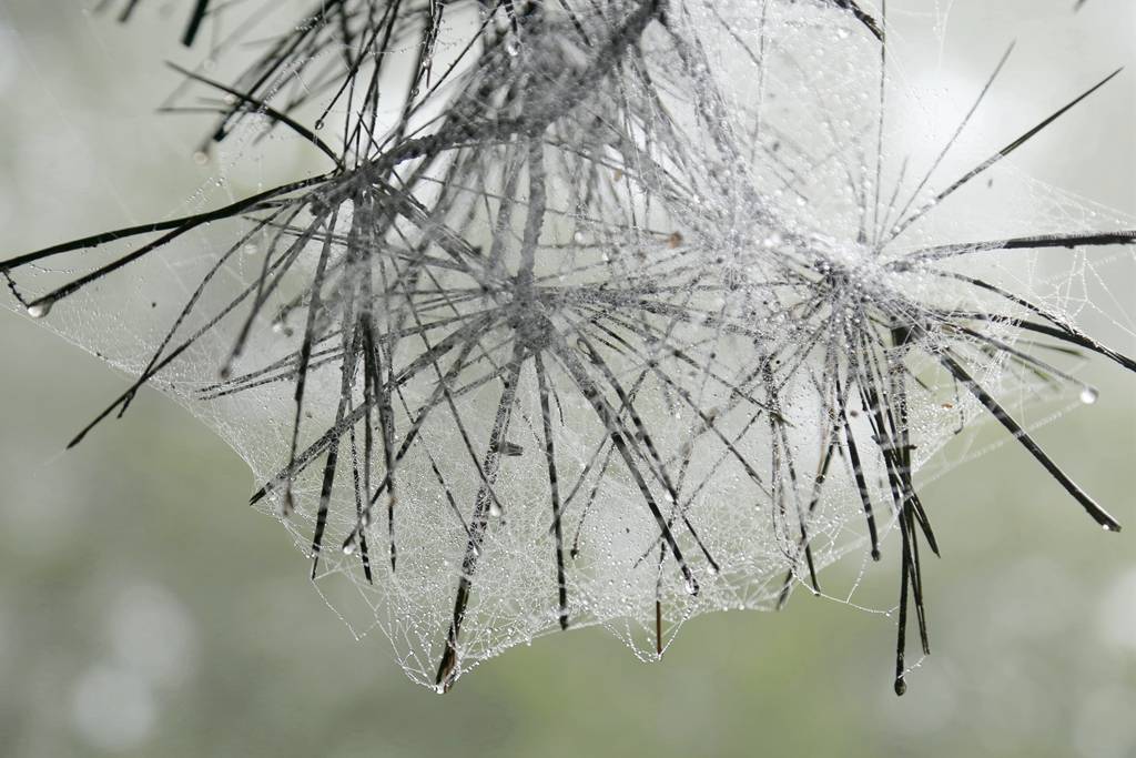 网呀网，说不清的网