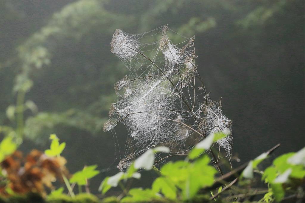 网呀网<strong></p>
<p>网币网</strong>，说不清的网