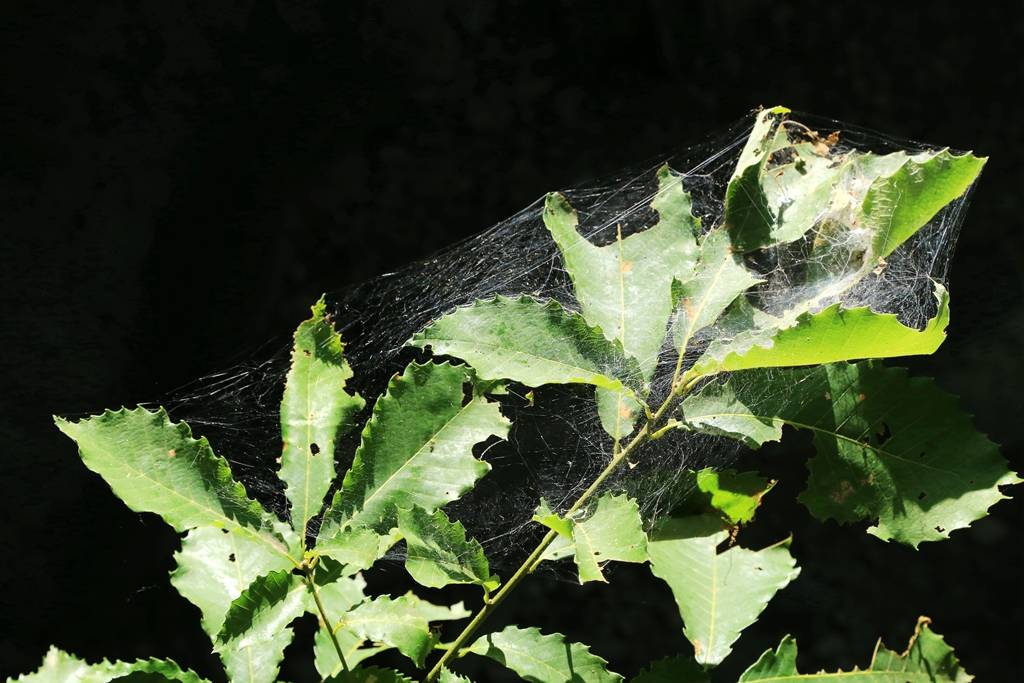 网呀网<strong></p>
<p>网币网</strong>，说不清的网