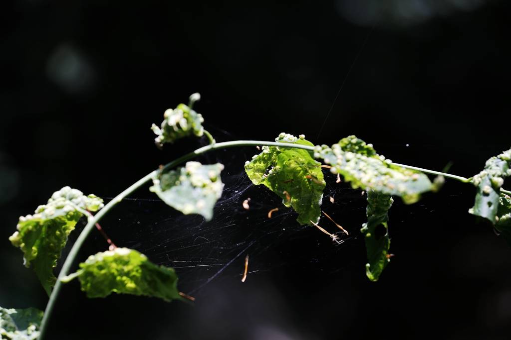 网呀网<strong></p>
<p>网币网</strong>，说不清的网