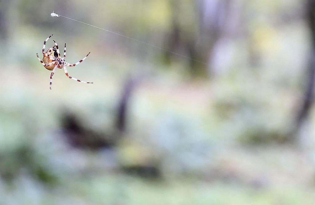 网呀网<strong></p>
<p>网币网</strong>，说不清的网