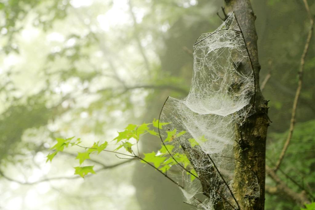 网呀网<strong></p>
<p>网币网</strong>，说不清的网