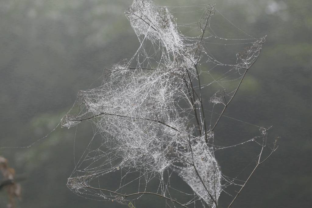 网呀网<strong></p>
<p>网币网</strong>，说不清的网