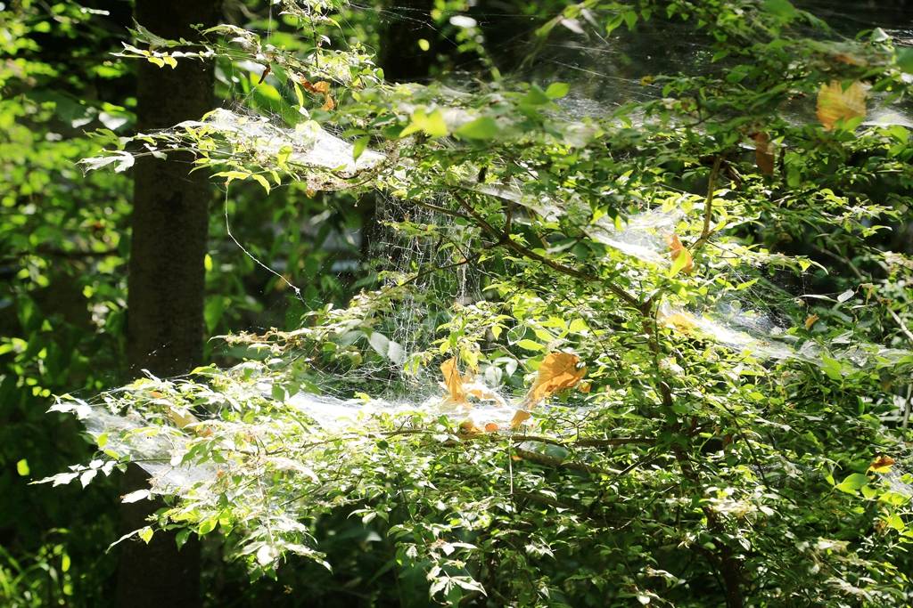 网呀网<strong></p>
<p>网币网</strong>，说不清的网