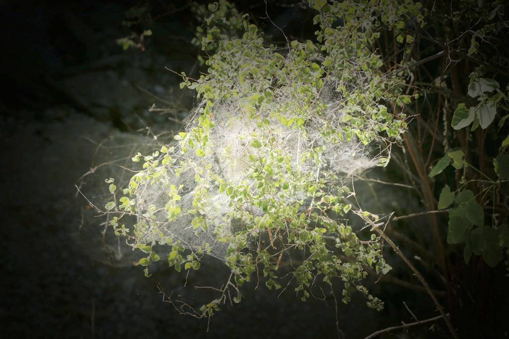 网呀网<strong></p>
<p>网币网</strong>，说不清的网