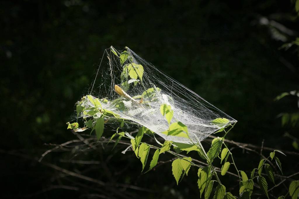 网呀网<strong></p>
<p>网币网</strong>，说不清的网