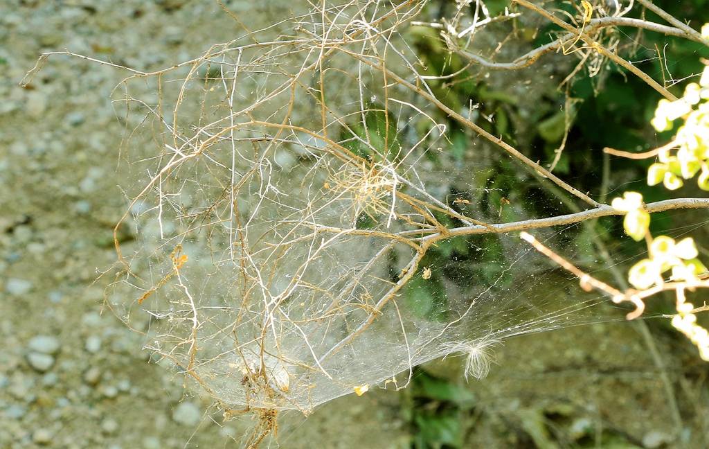 网呀网<strong></p>
<p>网币网</strong>，说不清的网