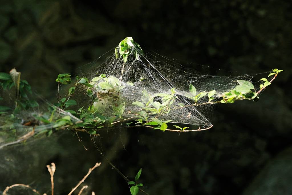 网呀网<strong></p>
<p>网币网</strong>，说不清的网