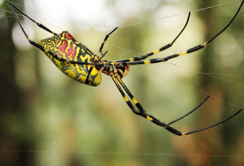 网呀网<strong></p>
<p>网币网</strong>，说不清的网