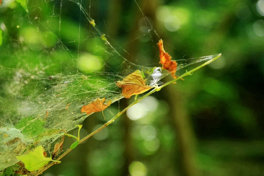 网呀网<strong></p>
<p>网币网</strong>，说不清的网