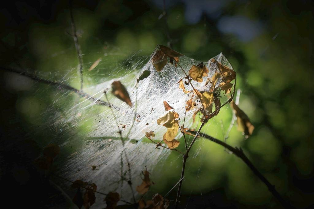 网呀网<strong></p>
<p>网币网</strong>，说不清的网