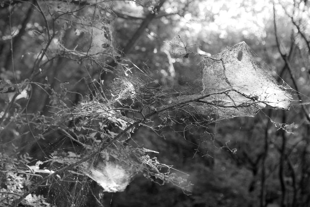 网呀网<strong></p>
<p>网币网</strong>，说不清的网