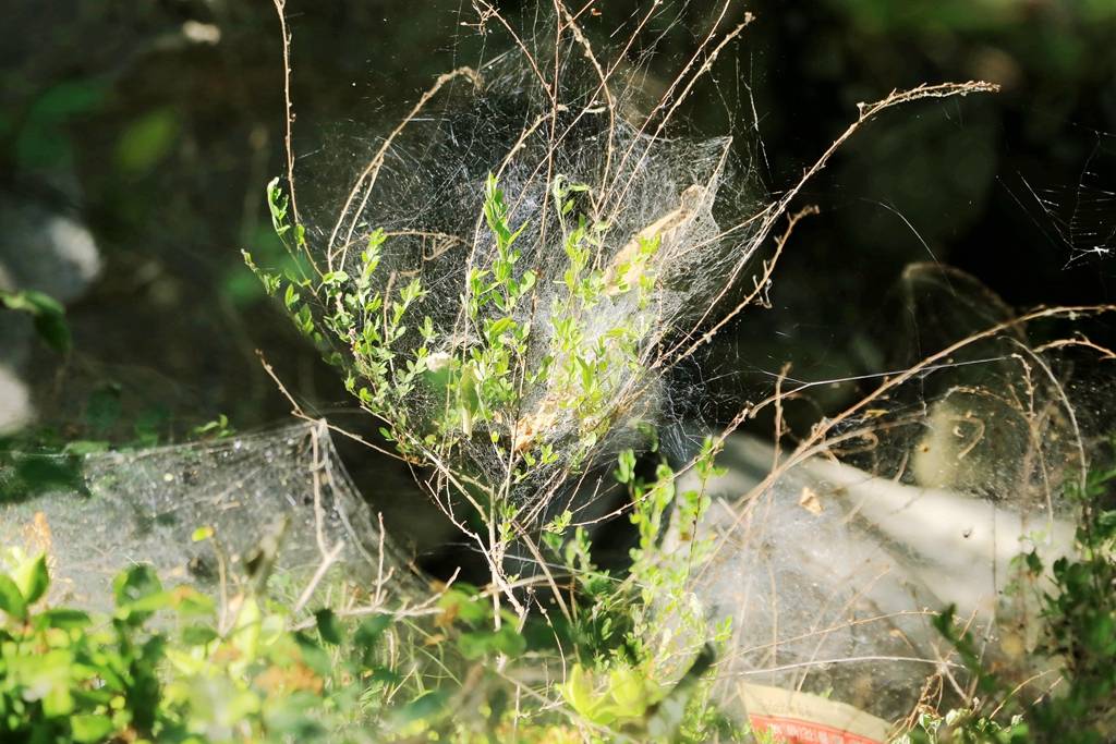 网呀网<strong></p>
<p>网币网</strong>，说不清的网