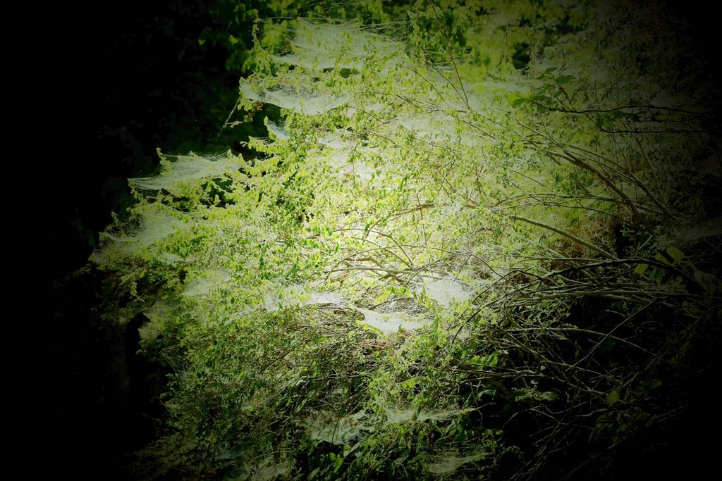 网呀网<strong></p>
<p>网币网</strong>，说不清的网