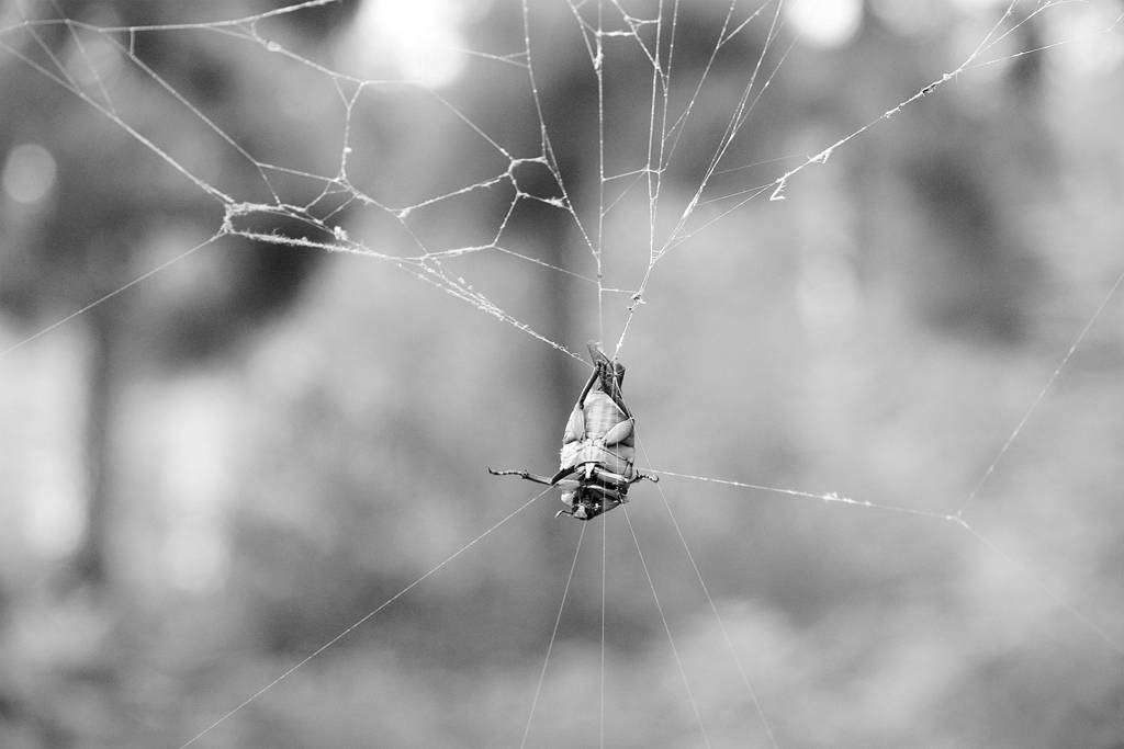 网呀网<strong></p>
<p>网币网</strong>，说不清的网