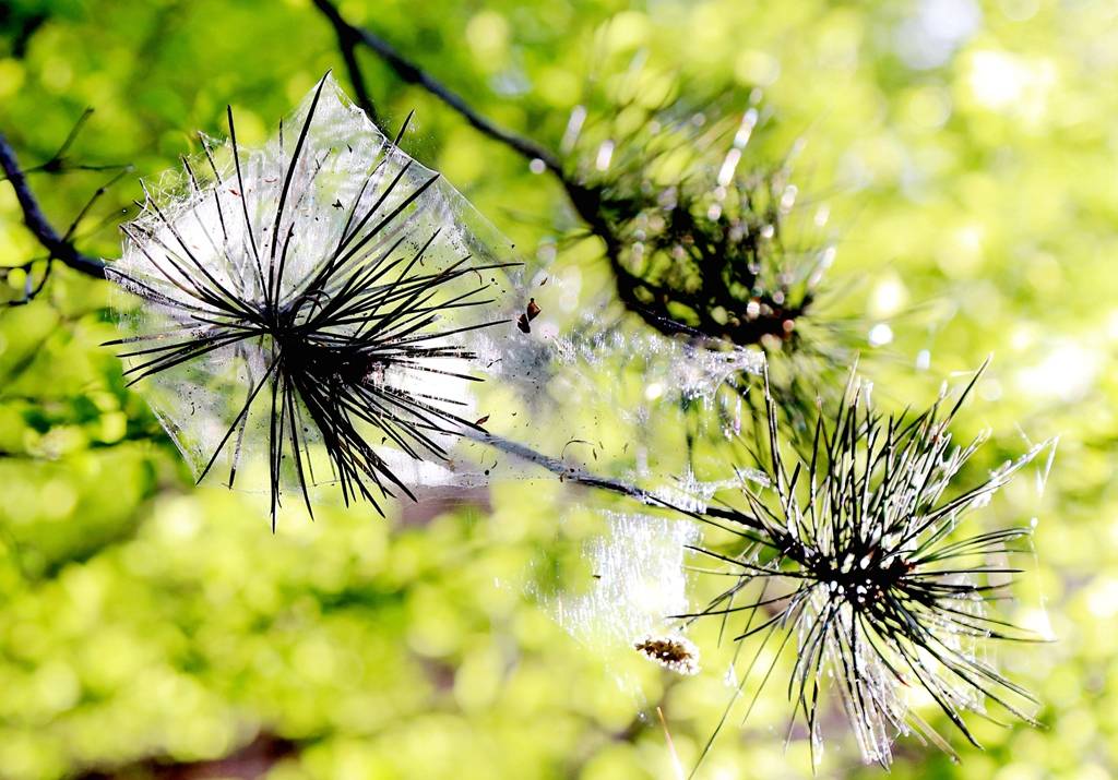 网呀网<strong></p>
<p>网币网</strong>，说不清的网