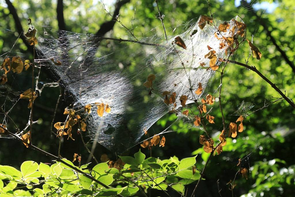 网呀网<strong></p>
<p>网币网</strong>，说不清的网