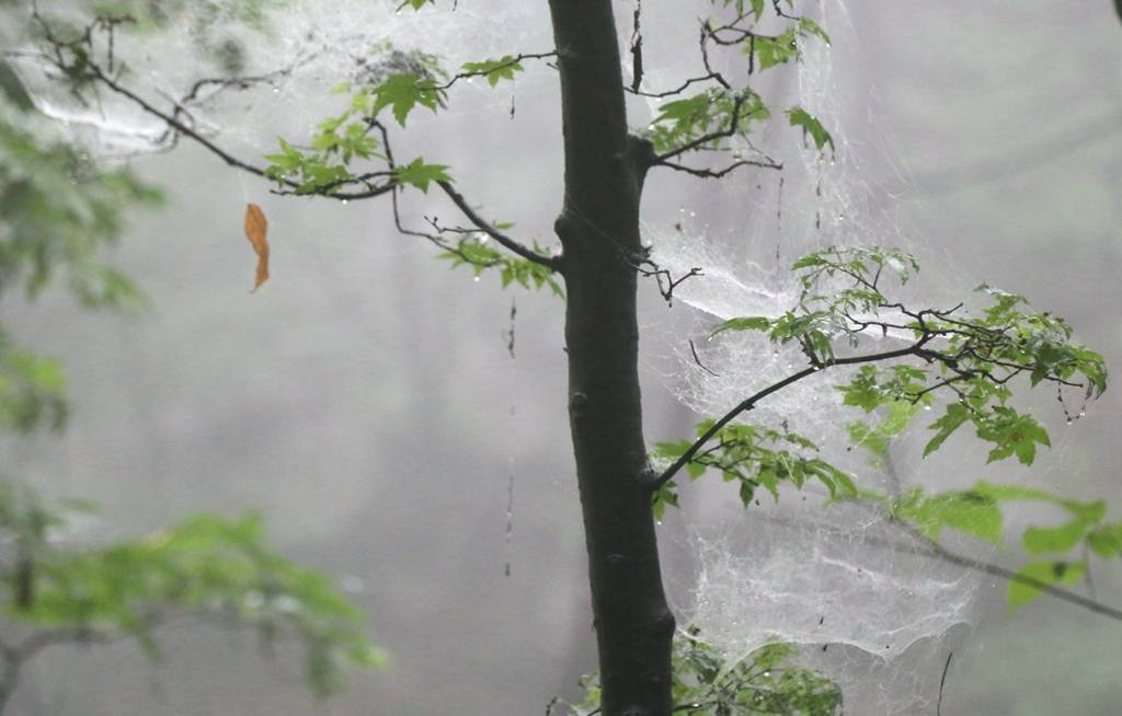 网呀网<strong></p>
<p>网币网</strong>，说不清的网