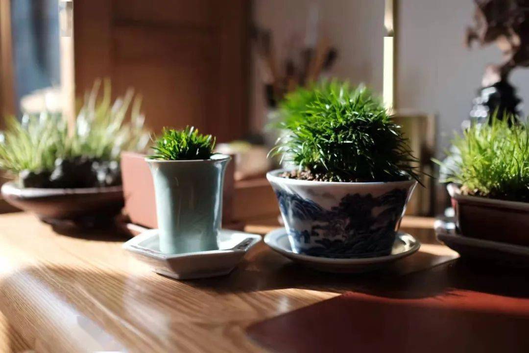 滋蒲日录·莳蒲闲话