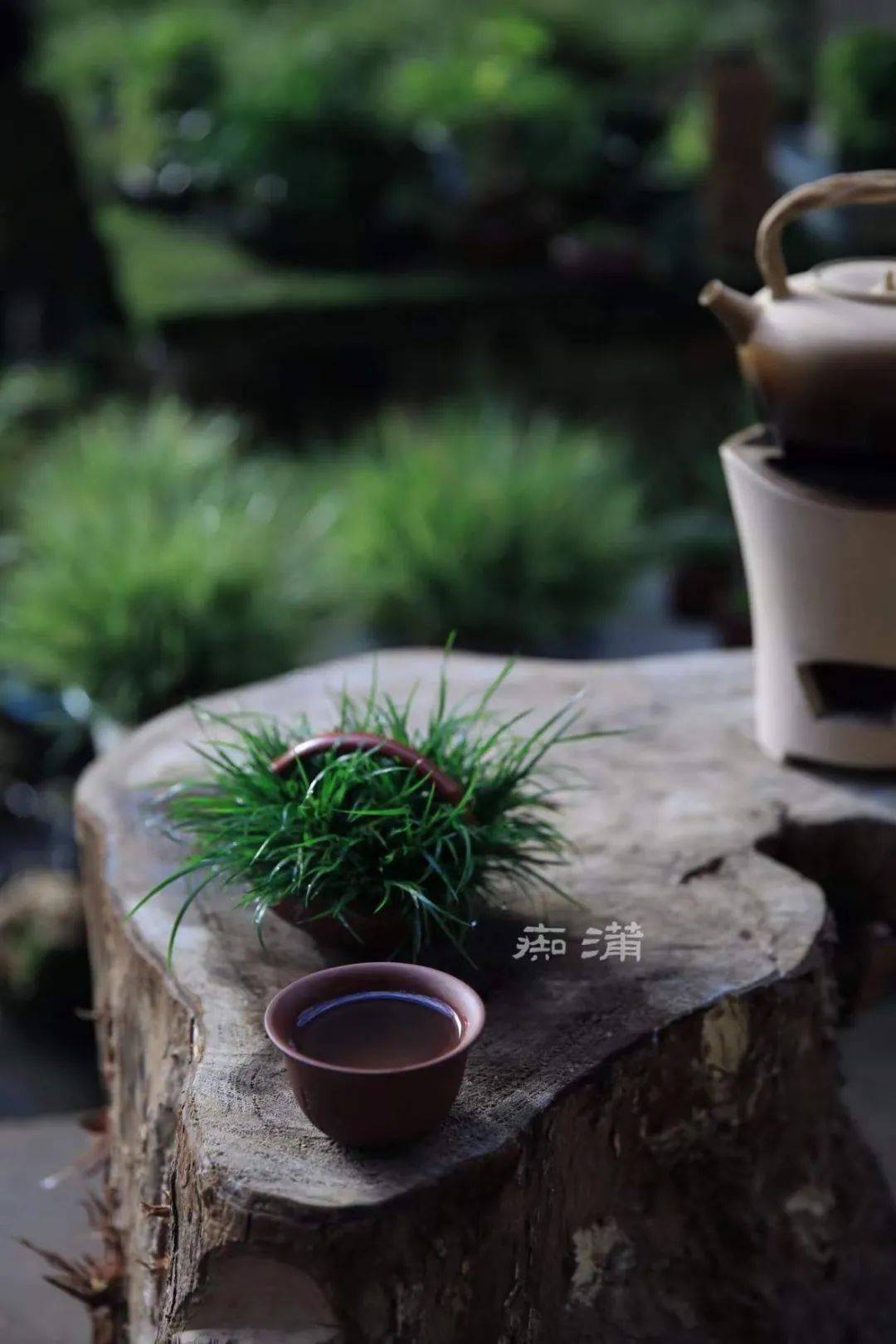 滋蒲日录·莳蒲闲话