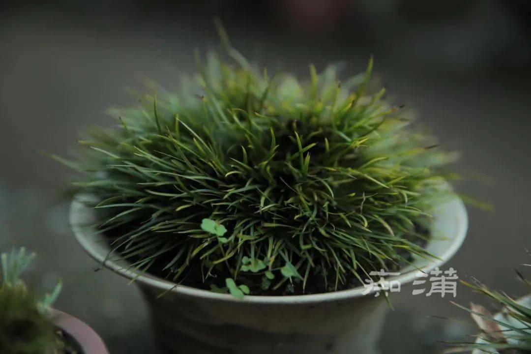 滋蒲日录·莳蒲闲话