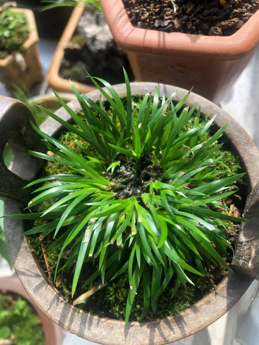 喝茶赏蒲
