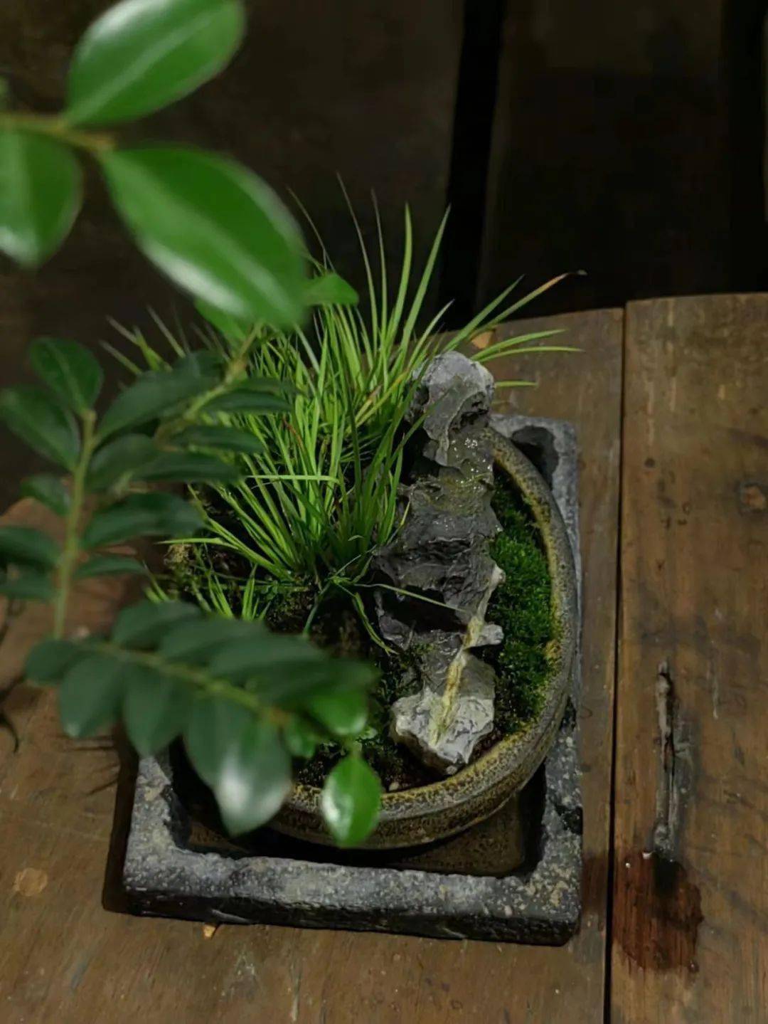 喝茶赏蒲