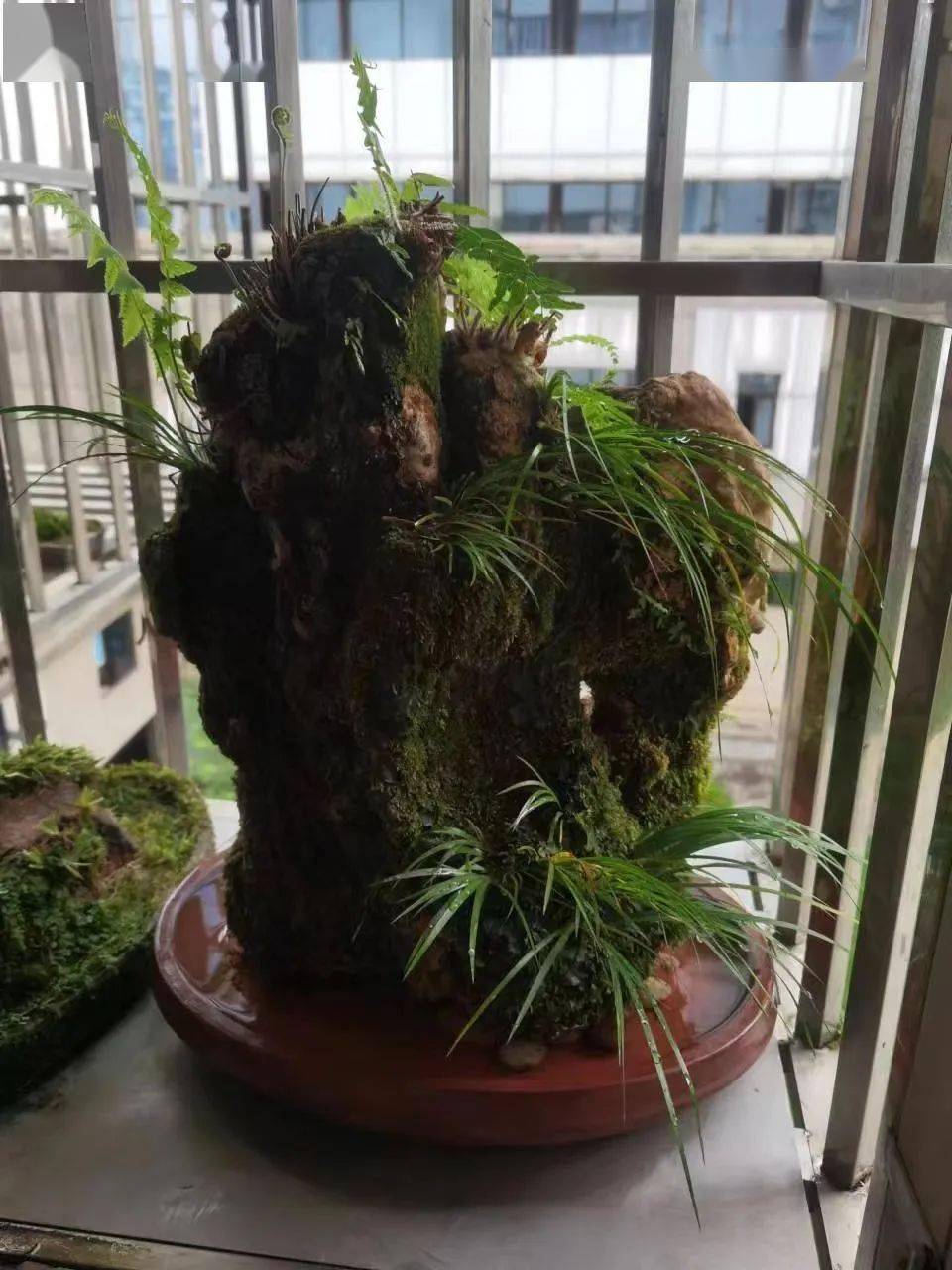 喝茶赏蒲