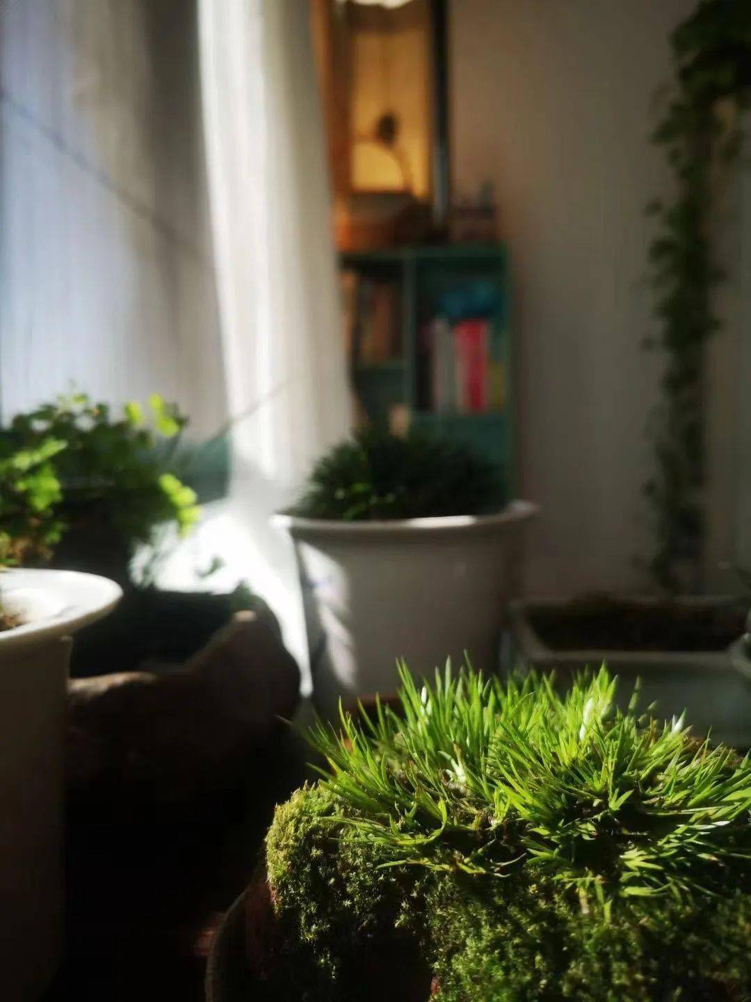 喝茶赏蒲