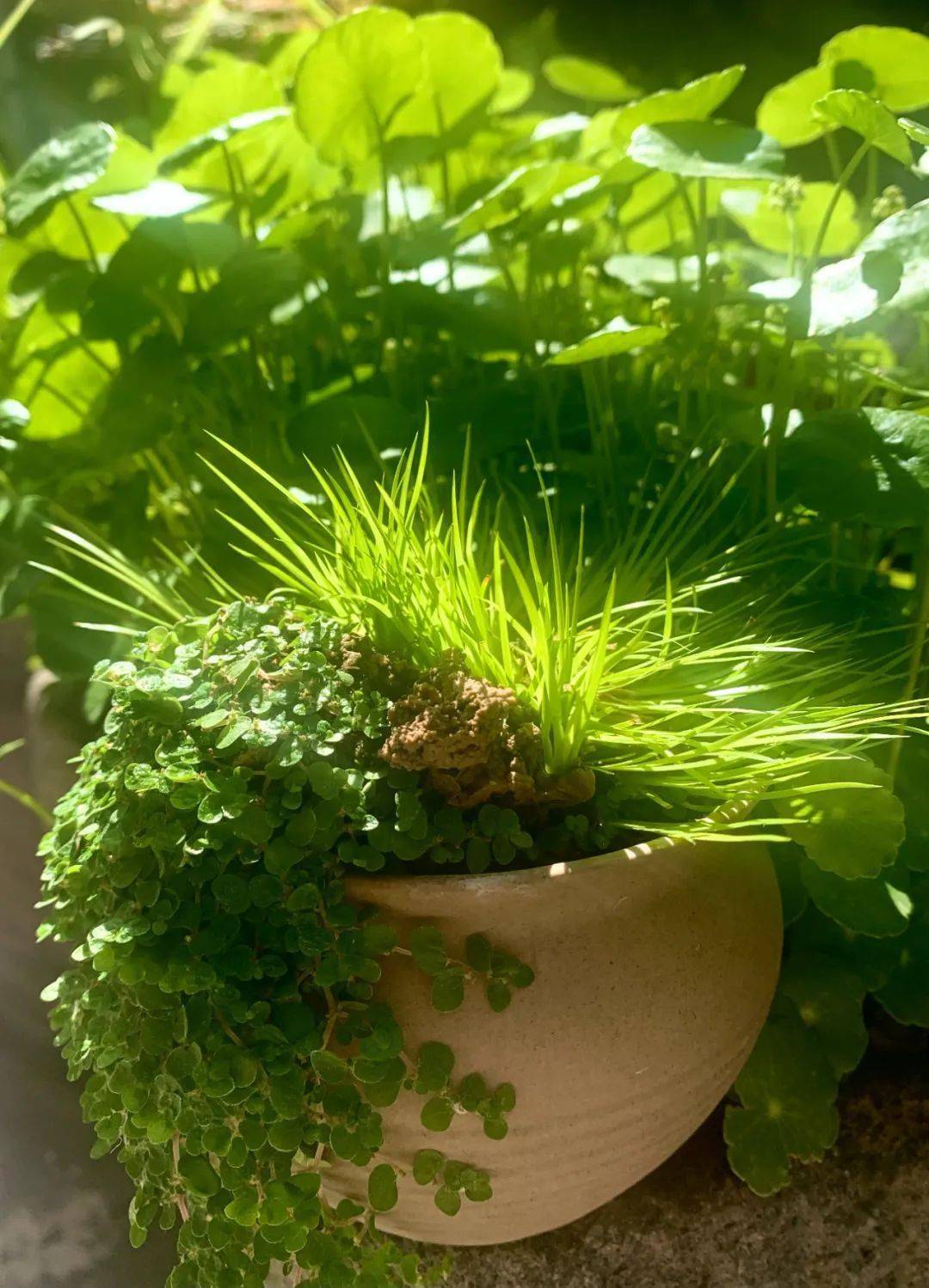 喝茶赏蒲