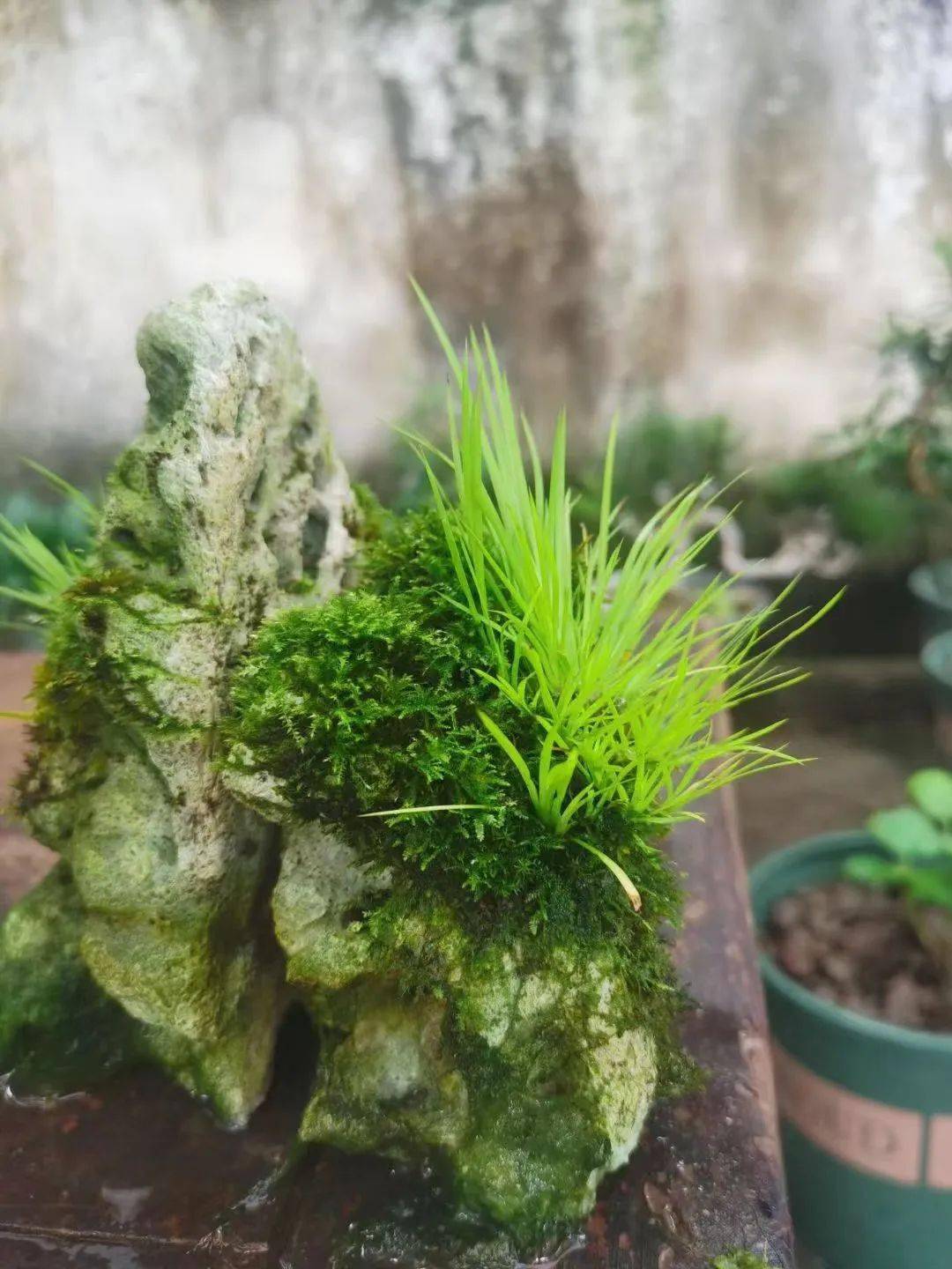 喝茶赏蒲