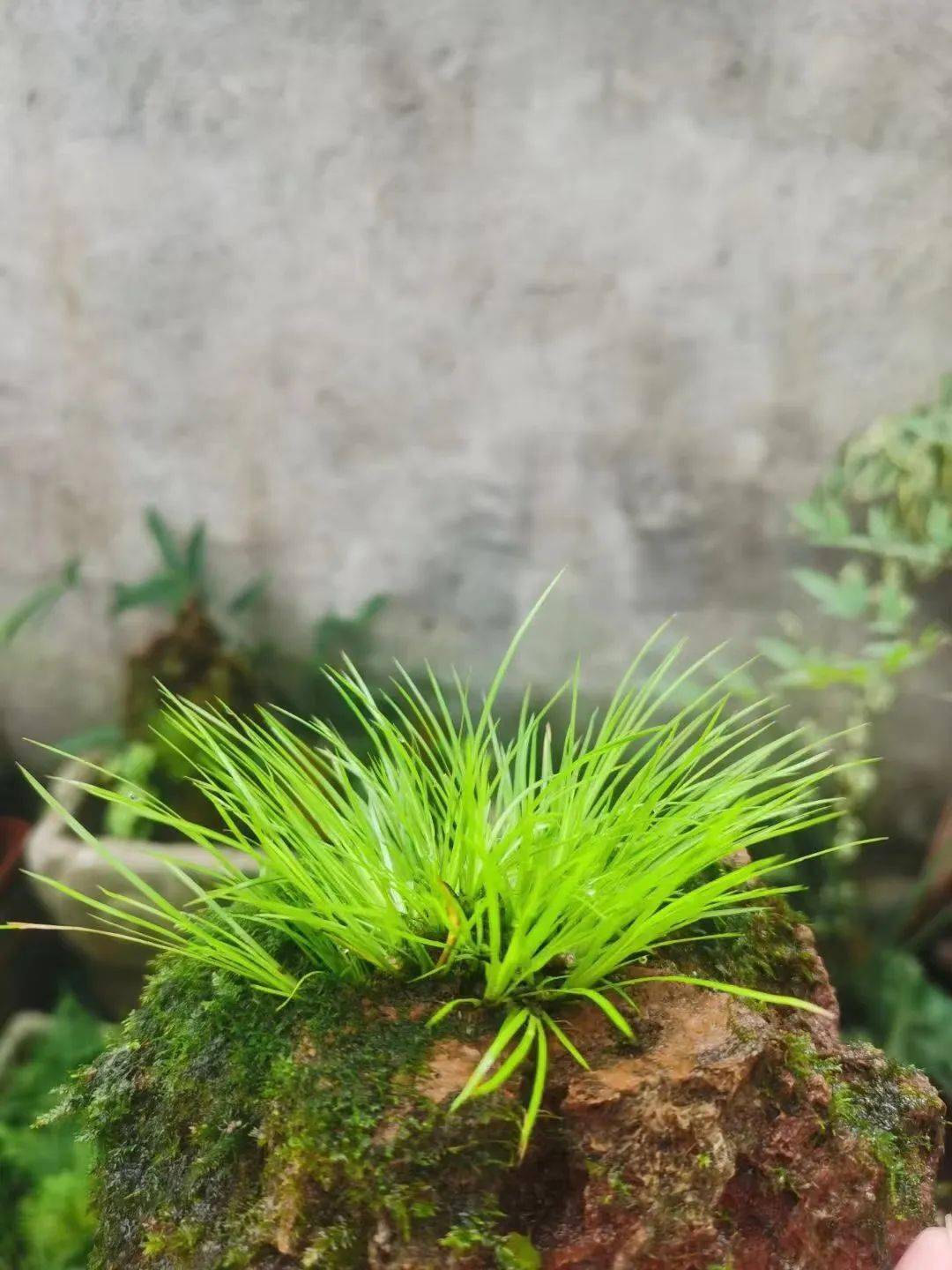 喝茶赏蒲