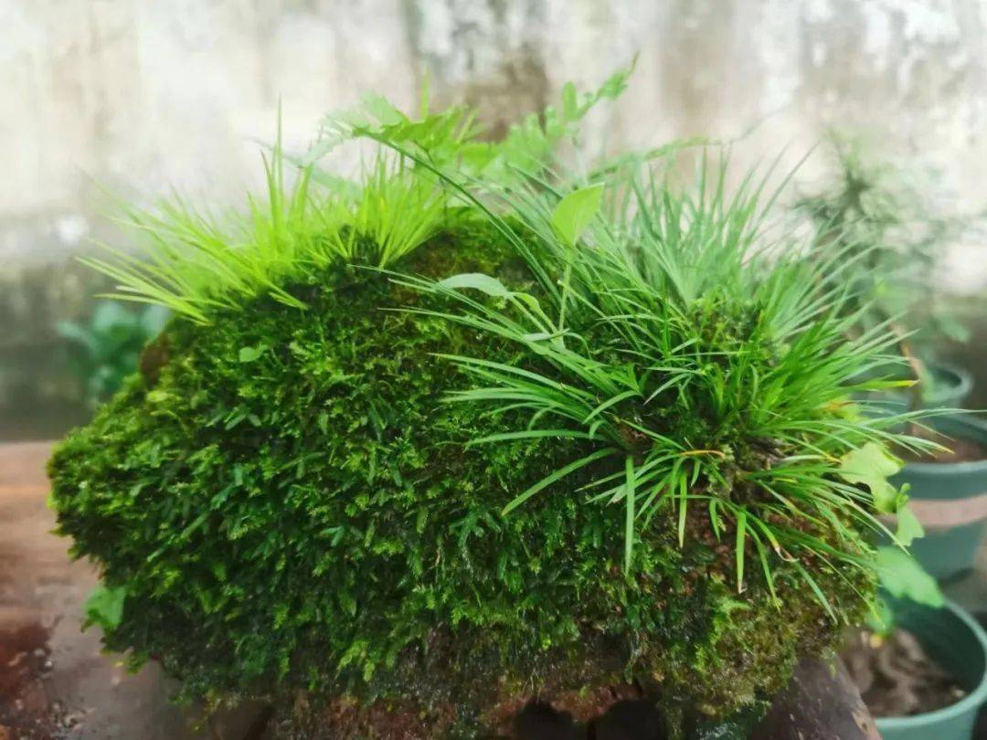 喝茶赏蒲