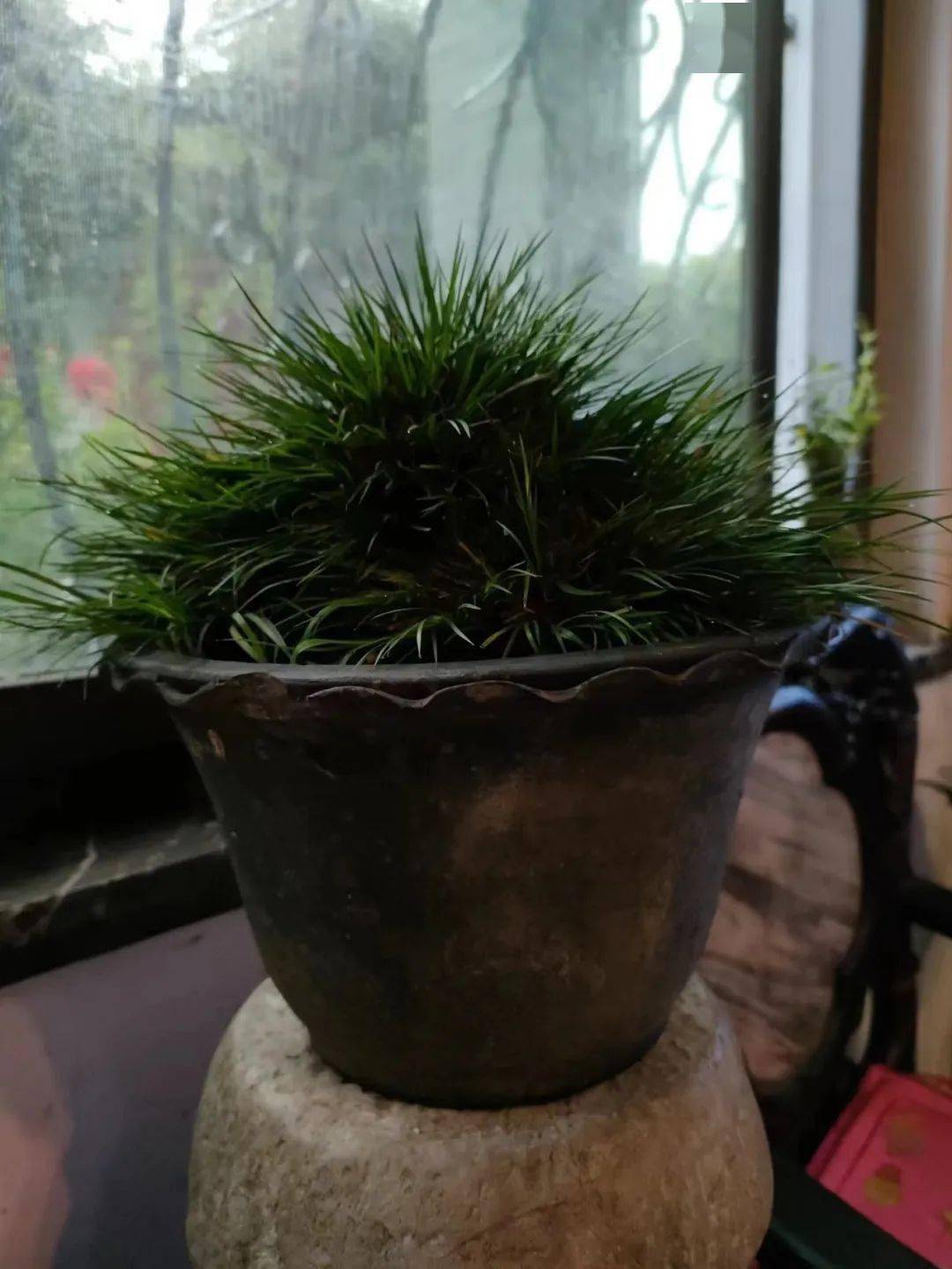 喝茶赏蒲