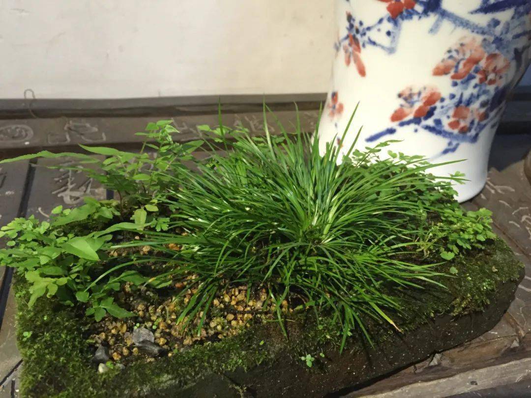 喝茶赏蒲