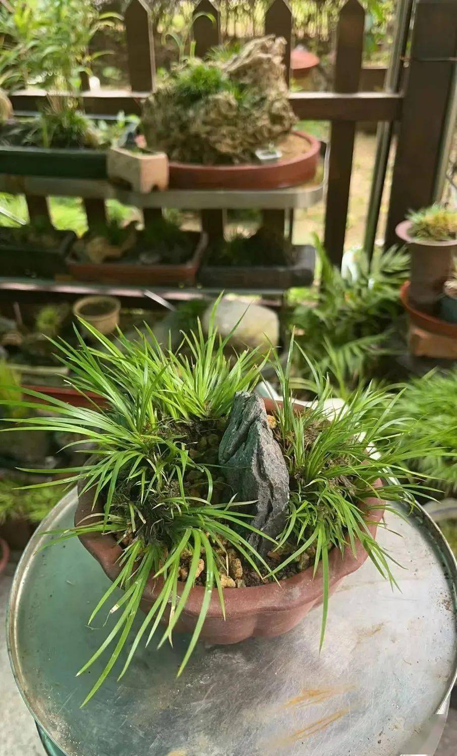 喝茶赏蒲