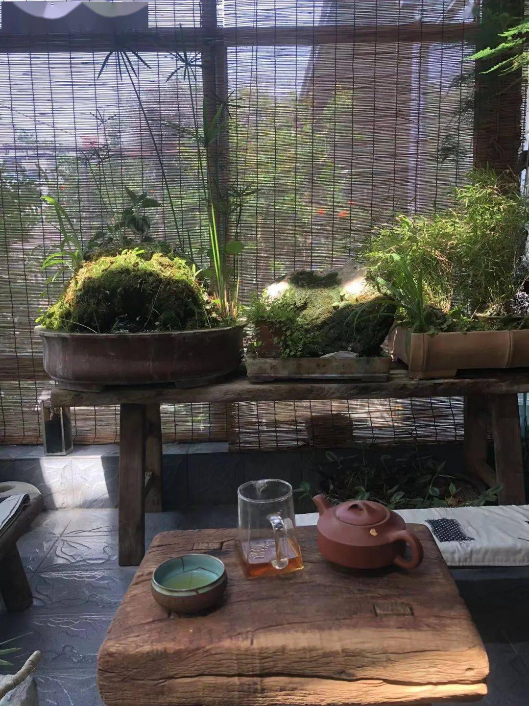 喝茶赏蒲