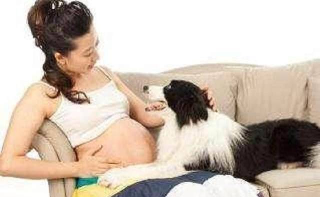 孕期养宠物<strong></p>
<p>好币我先知</strong>，后果会这样？这些知识你需要先知道