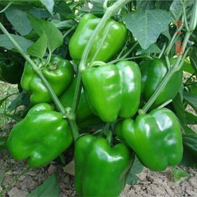 瑞特菜椒高产大果甜椒青椒辣椒种子