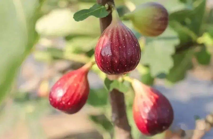 【杨祚合】花 语（微诗五则）