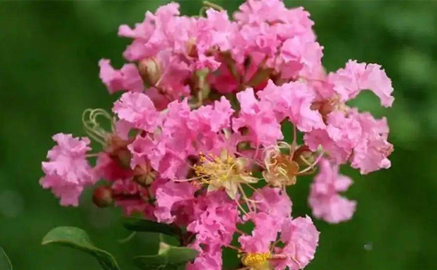 【杨祚合】花 语（微诗五则）