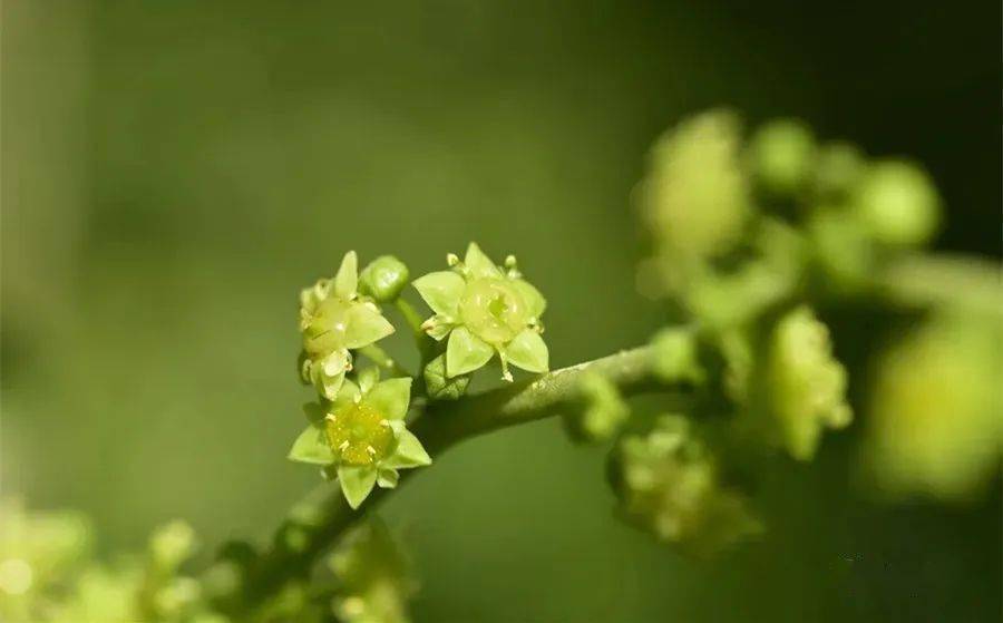 【杨祚合】花 语（微诗五则）