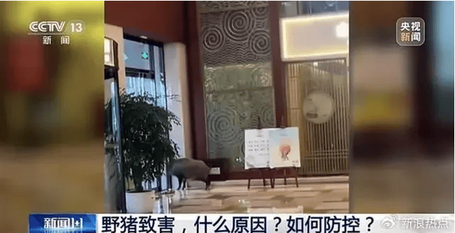 野猪侵入高铁联络线与列车相撞<strong></p>
<p>理财经理面试</strong>，此类事故如何避免？