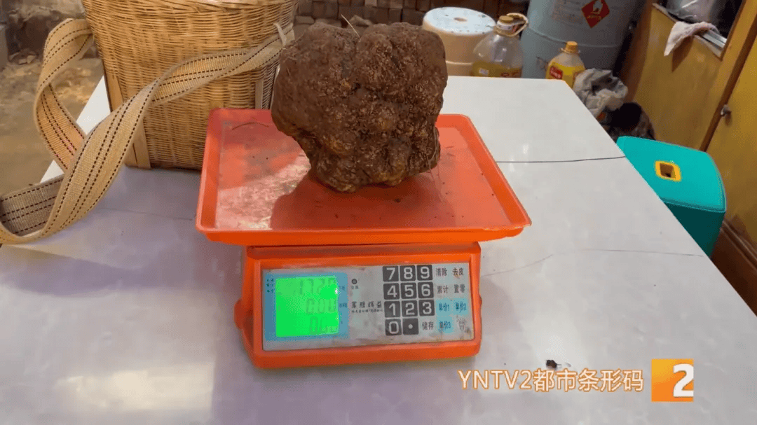 昆明一村民挖到1.7公斤超大松露<strong></p>
<p>公司理财答案</strong>！“看都看不够”