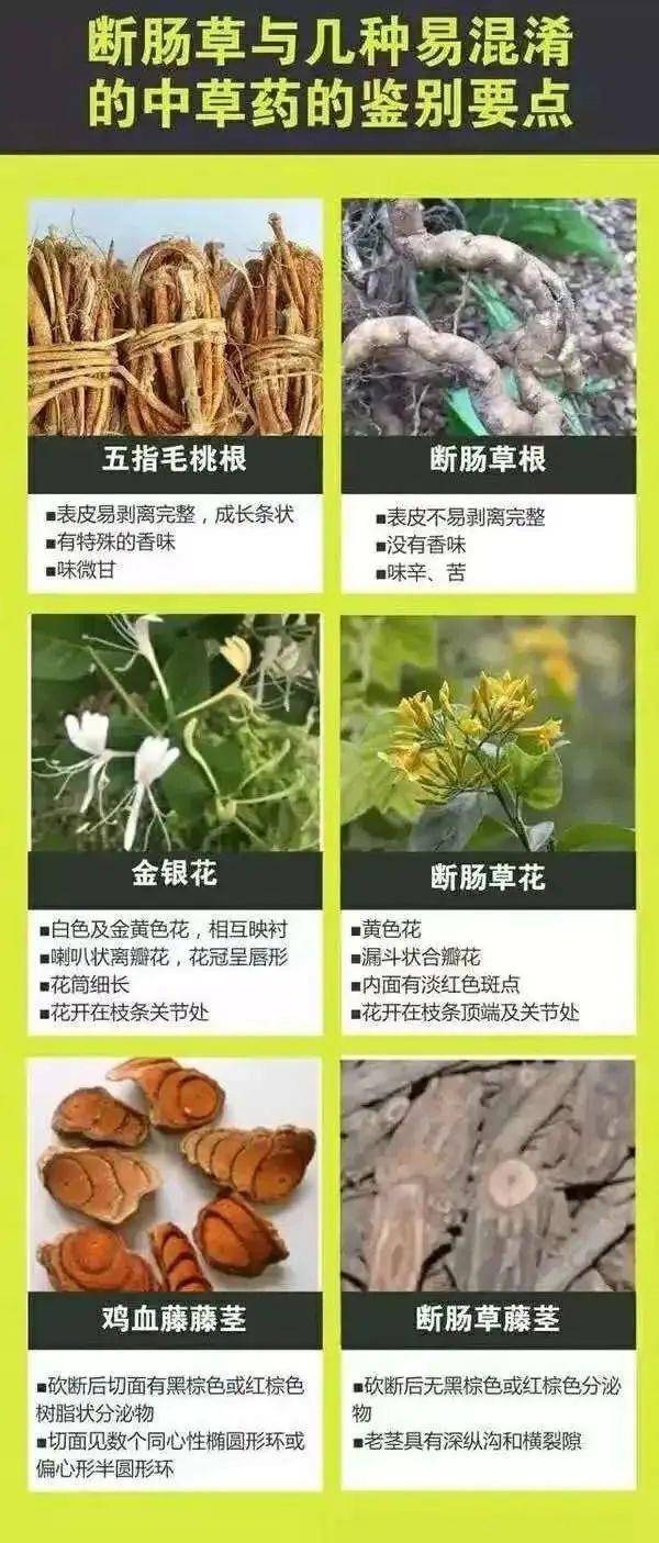 广东一老人买药材煲汤中毒身亡 当地：店铺误售断肠草<strong></p>
<p>理财分析师</strong>，老板被拘留