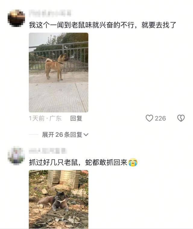 老鼠掉进泳池<strong></p>
<p>无风险理财</strong>，广东大叔出动鸡猫狗团队，结果全被老鼠吓跑！网友坐不住纷纷晒战绩