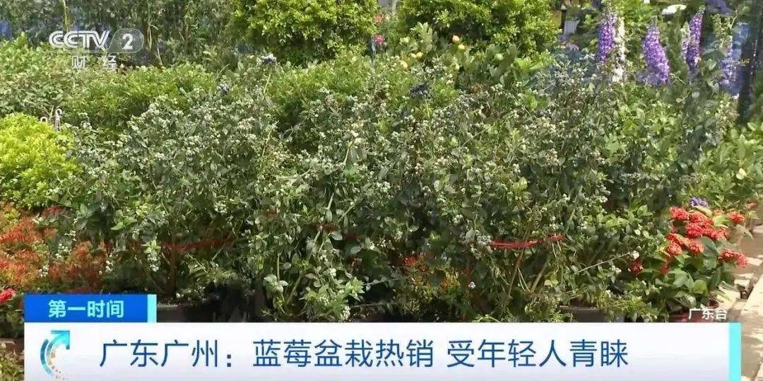 大降价<strong></p>
<p>网商银行理财</strong>！从100多元一斤到9.9元一盒