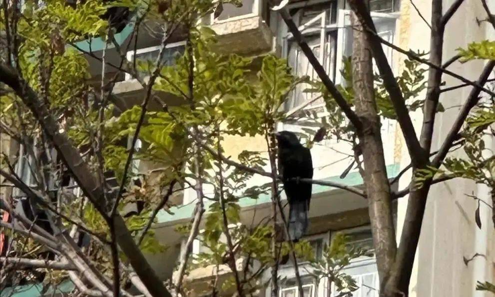 “周末想睡个懒觉都不行”<strong></p>
<p>金融理财培训</strong>，有多少深圳人被这种鸟吵到神经衰弱