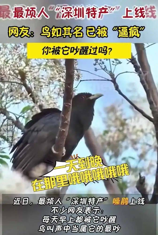“周末想睡个懒觉都不行”<strong></p>
<p>金融理财培训</strong>，有多少深圳人被这种鸟吵到神经衰弱