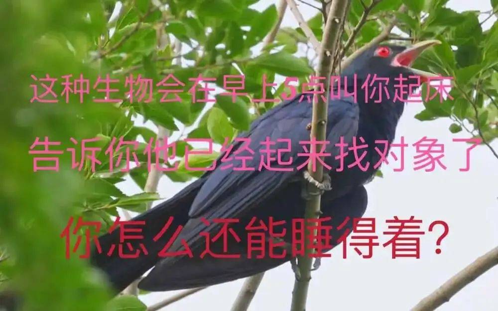 “周末想睡个懒觉都不行”<strong></p>
<p>金融理财培训</strong>，有多少深圳人被这种鸟吵到神经衰弱